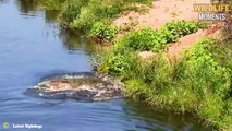 Danger River! Crocodiles, Hippos Ruthlessly Attack All Animals Come Near The River