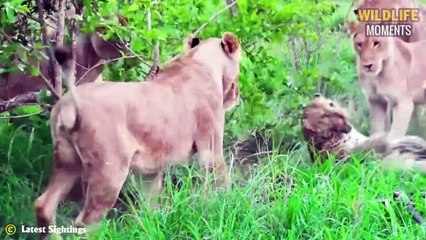 Evil Lion Bullies Leopard & 45 Brutal Moments Lion Attack Leopard