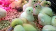 Bébés Animaux Trop Mignons - Canetons et Poussins