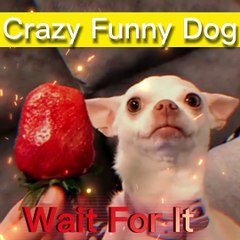 Hilarious Dogs that will Make You Laugh Out Loud!  New Funny  Dogs Video