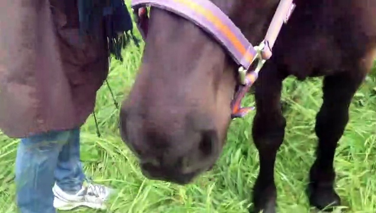 Des chevaux qui broutent de l'herbe dans un pré