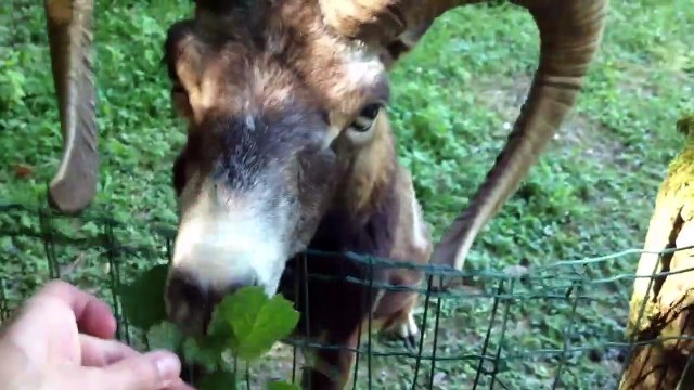 Mouflon rigolo qui se met debout sur les pattes arrière pour attraper des feuilles