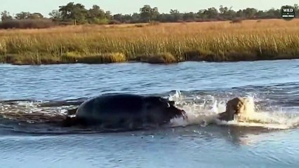 Horrifying Scenes ! 7 Incredible Hippo Attacks Their Opponents - Wild Animal World