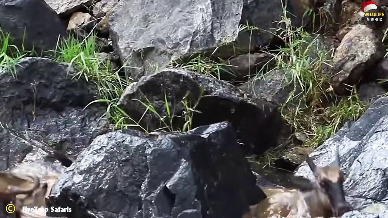 Horror Sight! 45 Dramatic Moments Crocodile Attack Wildebeest You Shouldn't Click On
