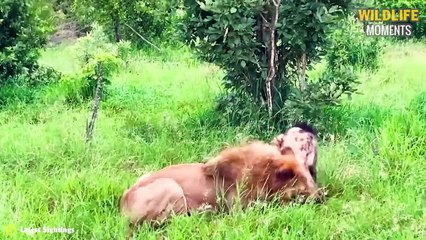 Hyena Vs Lion Fight & 45 Brutal Moments Hyena Fight With Other Predators