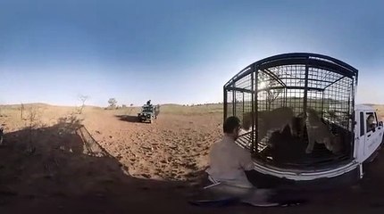 Une lionne nage avec celui qui l’a sauvée lorsqu’elle était bébé !