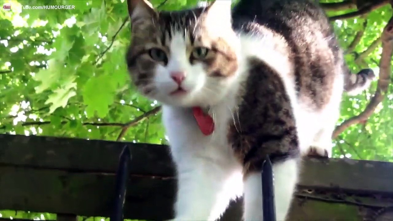 Chat câlin qui miaule, bâille et se frotte partout