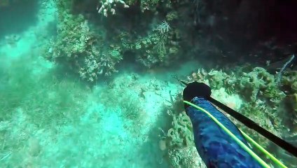 Un requin mord la tête d'un chasseur sous-marin