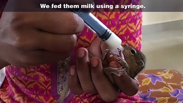 Quatre bébés écureuils sauvés sont récupérés par leur maman