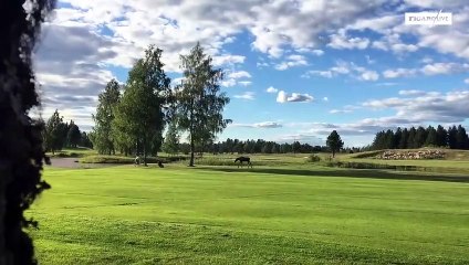 Un golfeur poursuivi par un élan en Suède