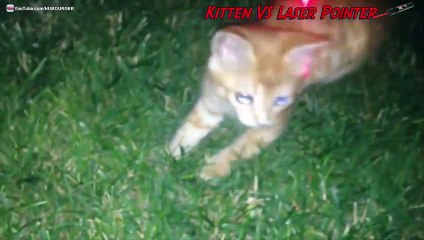 Chaton qui veut attraper un laser rouge