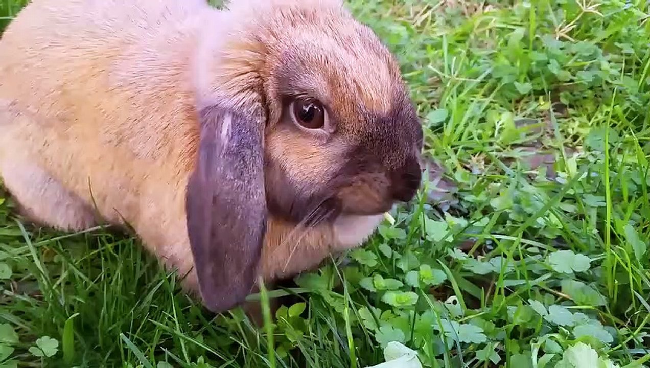 Mignon Lapin Bélier qui mange de l’herbe dans le jardin