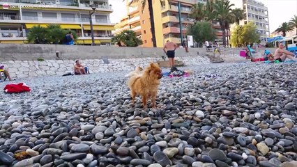 Chien le Plus Mignon du Monde à la Plage