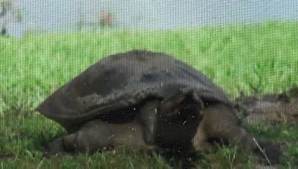 Florida Softshell Turtle - Apalone ferox vidéo HD (2-2)