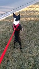 Son chien se balade debout   His dog is walking around standing up