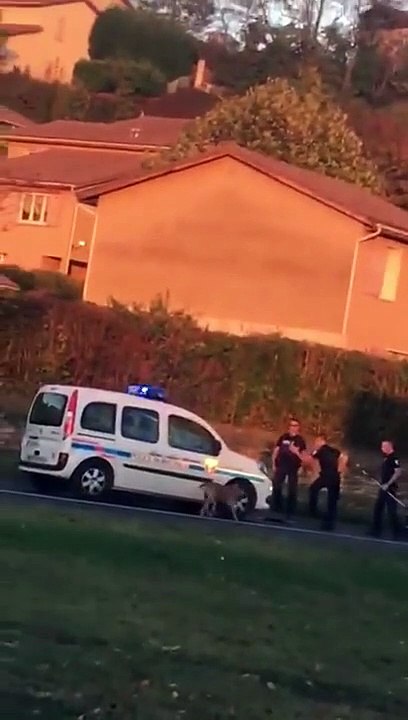 Un chien abattu par un policier (Isère) A dog shot by a police officer