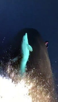 A dolphin swims at the bow of a boat Un dauphin nage à la proue d'un bateau