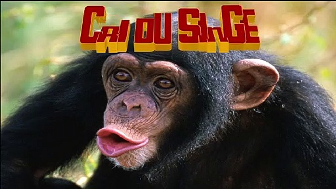 CRI du SINGE Bruit du Singe MONKEY sounds -  Verso della scimmia - Monkey sound