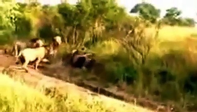 Dying Lion After The Battle Dying Lion After The Battle Wild Animal Fights