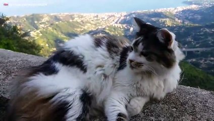 Chat avec le même menton que les frères Bogdanov