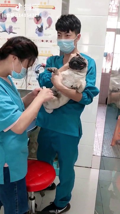 Un carlin se fait couper les griffes