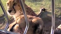 Miaulement d'un guépard   Meowing of a cheetah