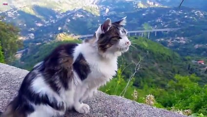 Chat qui joue avec une herbe