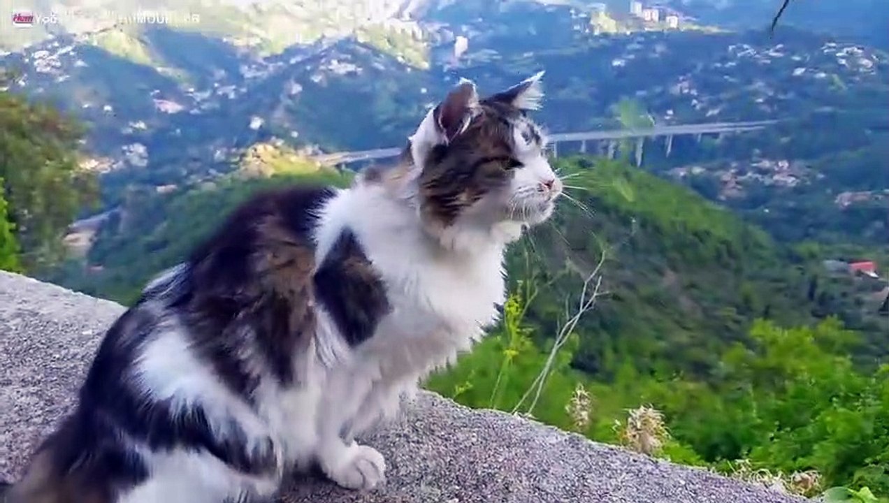 Chat qui joue avec une herbe