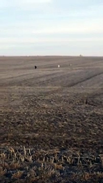 Un chien revient avec deux nouveaux amis