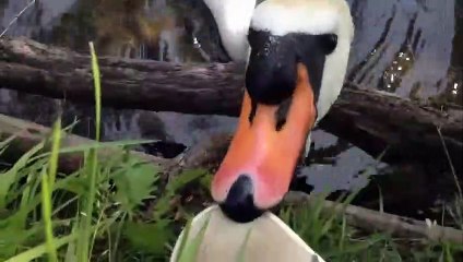 Cygne agressif qui attaque mes chaussures HD