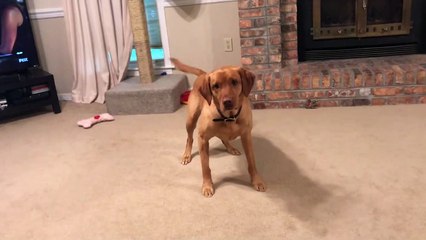 Comment jouer avec son chien et son chat en même temps