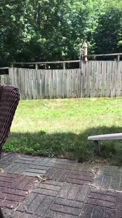 A child plays with a dog behind a palisade   Un enfant joue avec un chien derrière une palissade