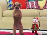 FUNNY ANIMALS - NEW FUNNY GIFS AND HILARIOUS CLIPS