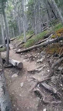 Des Australiens rencontrent un grizzly (Canada) Australians meet grizzly bear