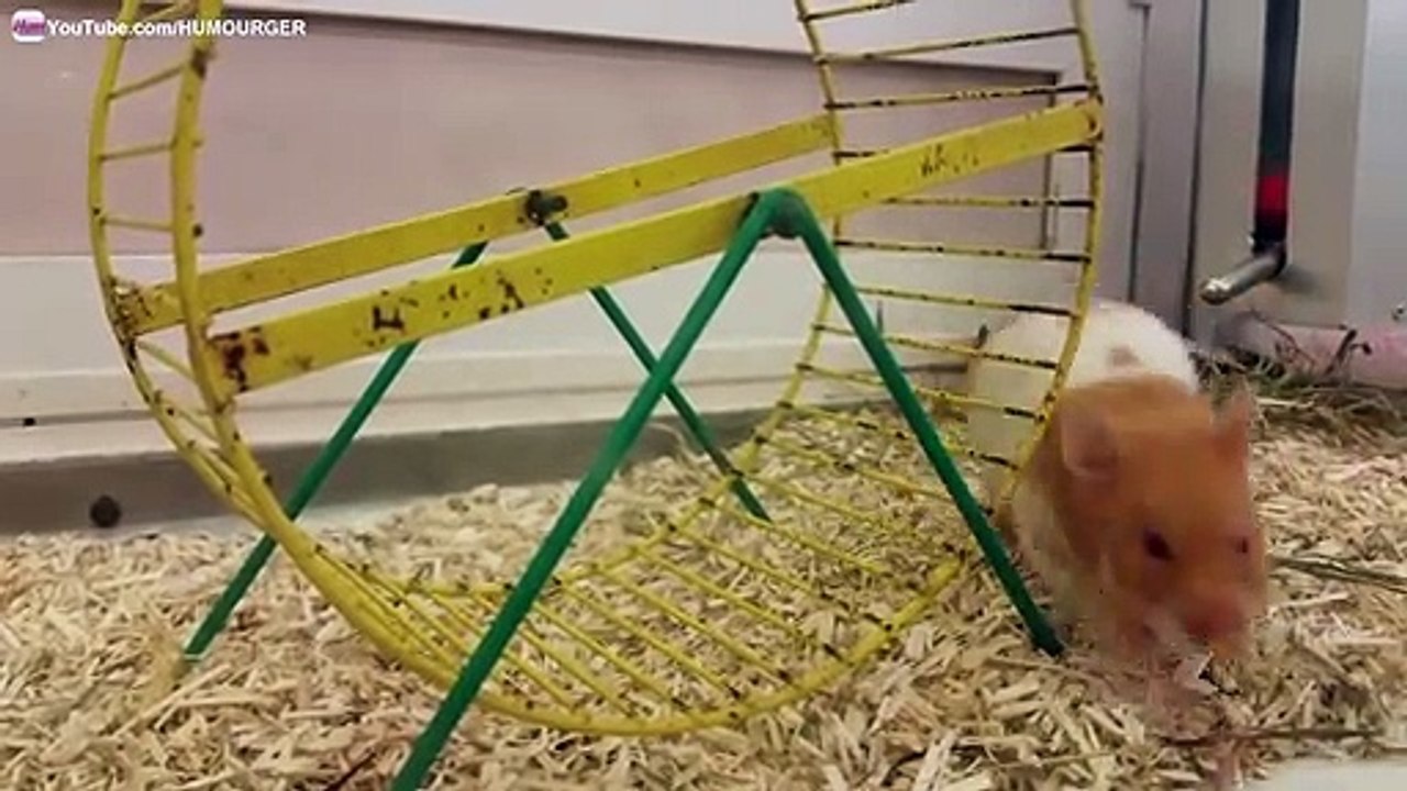 Hamster qui fait une drôle de tête quand il tombe