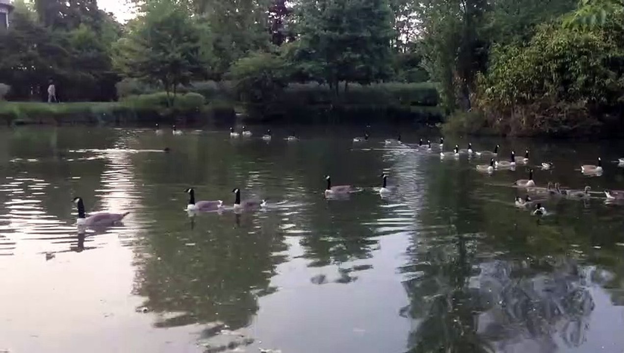 Petit chien drôle qui nage derrière des oies dans un lac