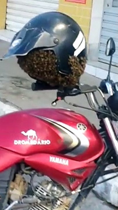 Un essaim d'abeilles dans un casque de moto (Brésil)