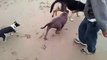 Pitbull attacks German Shepherd at beach