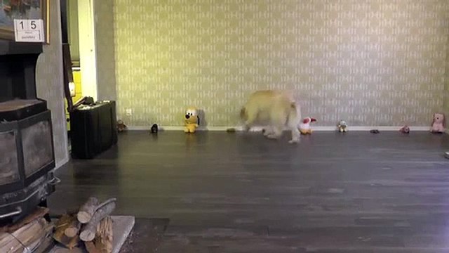 Cute dogs Goldendoodle Funny animal videos & funny stuffed animals with Ally B set55 2015