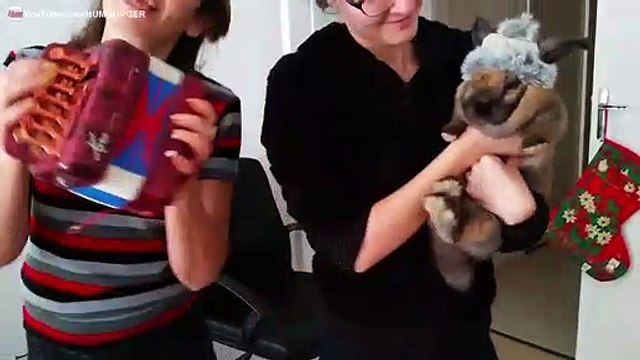 Vous allez craquer pour ce Lapin Bélier avec une Chapka sur la tête !!!