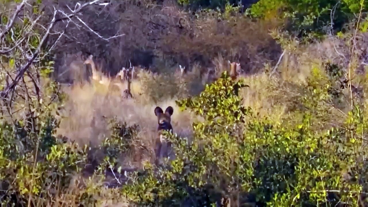 悲劇的！血に飢えた野生の犬の群れが獲物を求めて激しく攻撃し続けるとハイエナが痛む