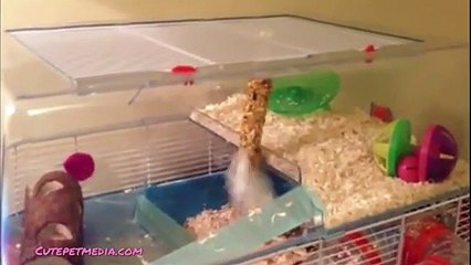 ANIMAL FAILS  FUNNY PET Fails Compilation [Funny Pet Media] (3)