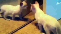 Funny Videos 2014 - Funny Cats Video - Funny Cat Videos Ever - Funny Animals Funny Fails 2014