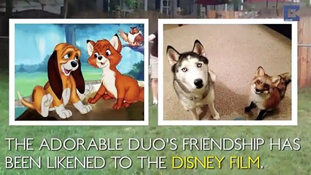 Unlikely Animal Friendships