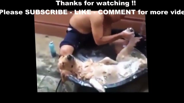 Funny animals 2015TROLL Funny Animals Funniest Pet and Animal VINES COMPILATION 2015 HD TROLL (2)