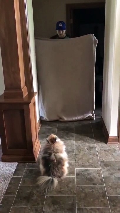 Chien face à un tour de magie avec un drap #WhatTheFluffChallenge