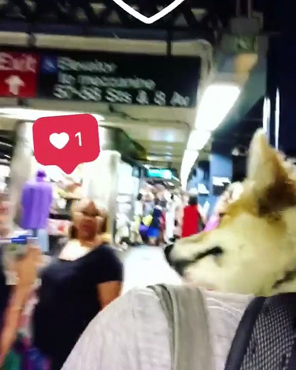 Avoir un chien dans son sac à dos attire la sympathie (New York)