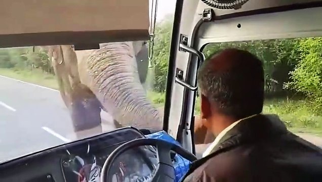 An elephant takes his commission on a bus Un éléphant prend sa commission dans un bus
