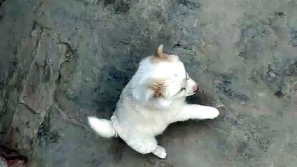 Pomeranian Dog Breed Puppy