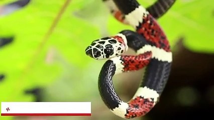 Que se passe-t-il si vous buvez du venin de serpent